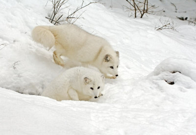 Arctic Fox pair