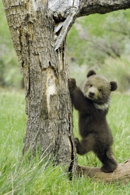 Baby grizzly bear