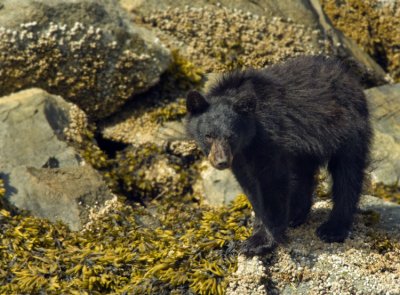 Black Bear