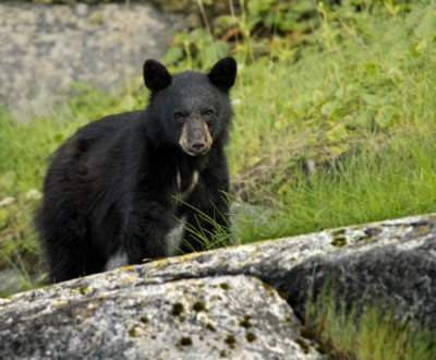 Young Black Bear