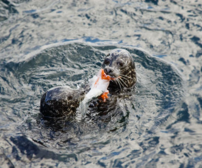 Seals with a Salmon