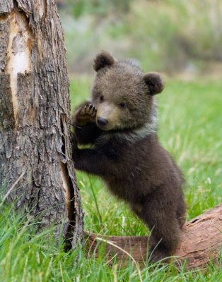3 mth old Grizzly (Brown) bear