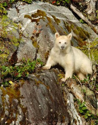 Young Kermode (Spirit) Bear