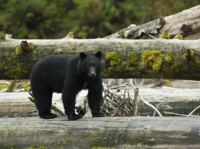 Black Bear watching