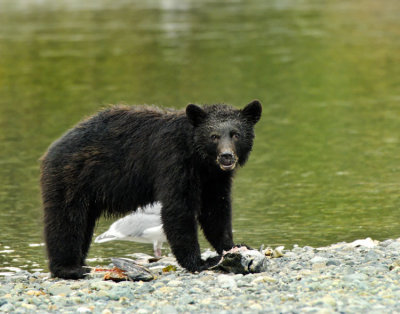 Young Black Bear with his catch