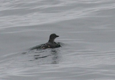 Cassin's Auklet