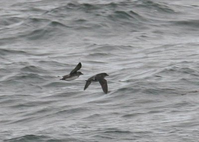 Cassin's Auklet