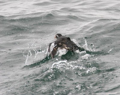 Rhinoceros Auklet