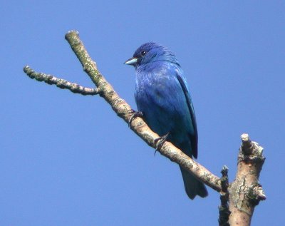 Indigo Bunting