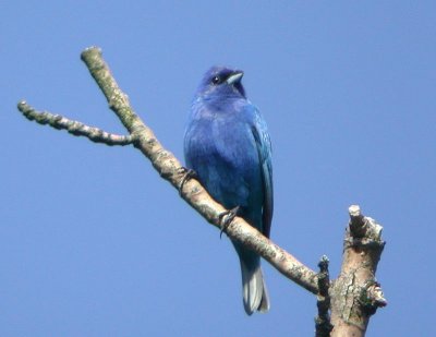 Indigo Bunting