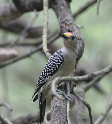 Golden-fronted Woodpecker
