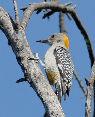 Golden-fronted Woodpecker
