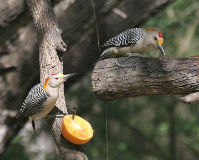 Golden-fronted Woodpecker
