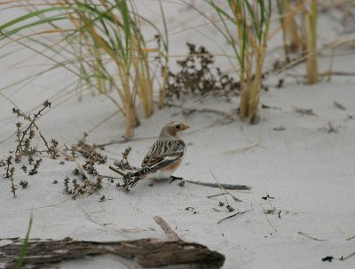 Snow Bunting