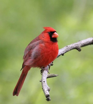 Cardinals, Piranga Tanagers, New World Buntings