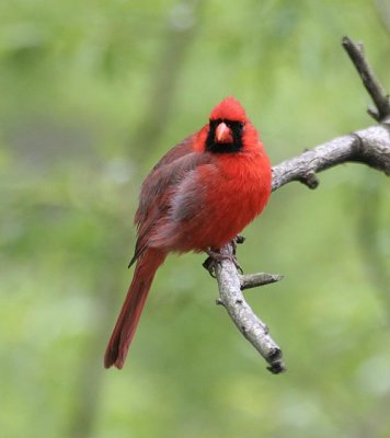 Northern Cardinal