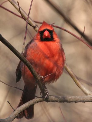 Northern Cardinal