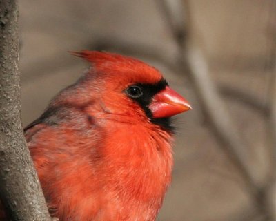 Northern Cardinal