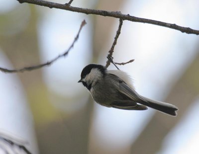 Black-capped Chickadee