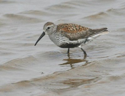 Dunlin