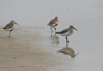 Dunlin