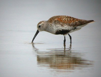 Dunlin