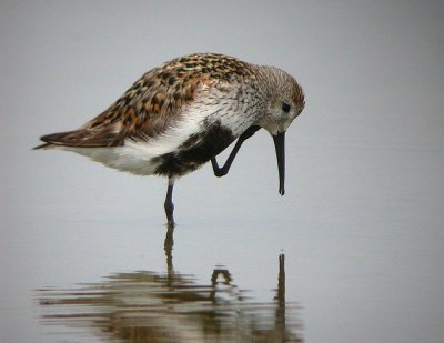 Dunlin