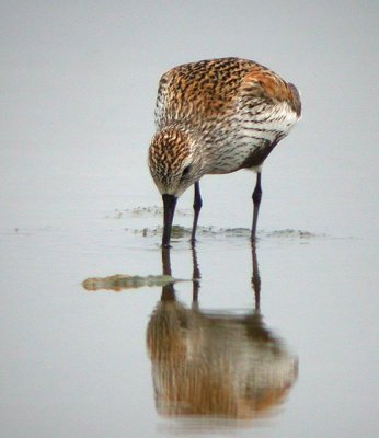 Dunlin