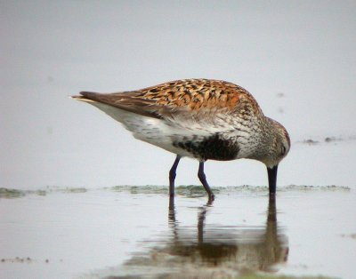 Dunlin