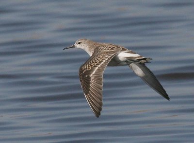 Ruff, Alviso, October 2006