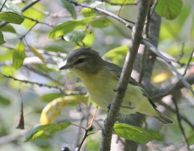 Philadelphia Vireo