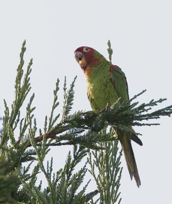 Red-masked Parakeet