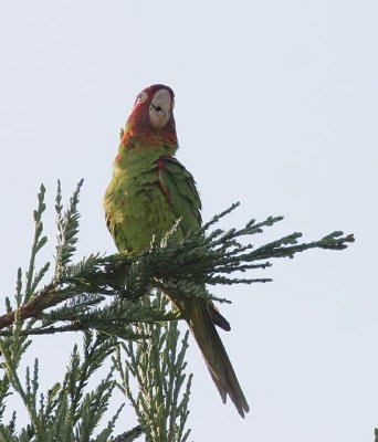 Red-masked Parakeet