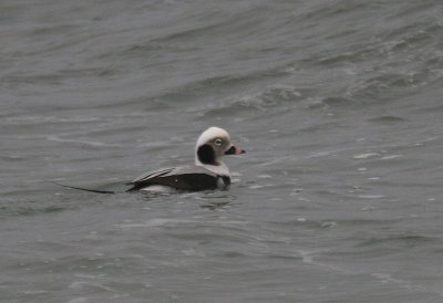 Long-tailed Duck