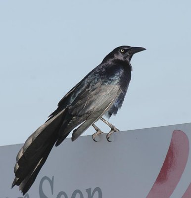 Great-tailed Grackle