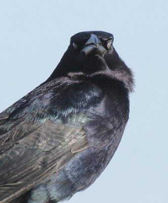 Great-tailed Grackle