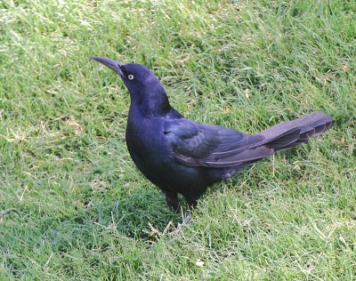 Great-tailed Grackle