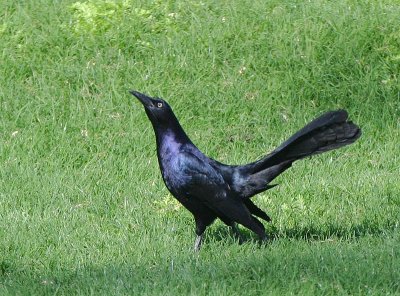 Great-tailed Grackle