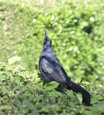 Great-tailed Grackle