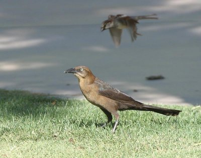 Great-tailed Grackle
