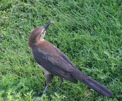 Great-tailed Grackle