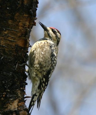 Yellow-bellied Sapsucker