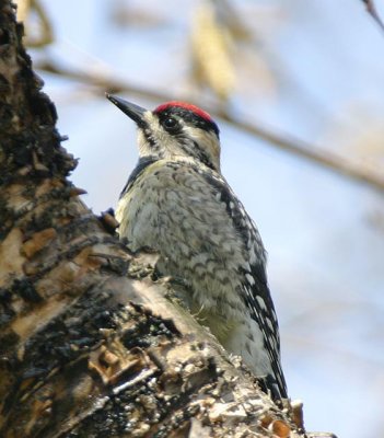 Yellow-bellied Sapsucker