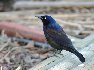 Common Grackle