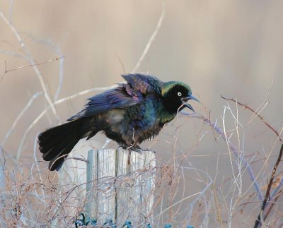 Common Grackle (Purple)