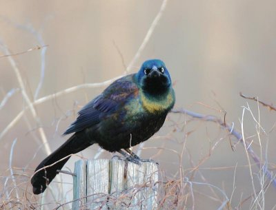 Common Grackle (Purple)