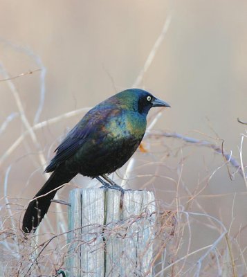 Common Grackle (Purple)