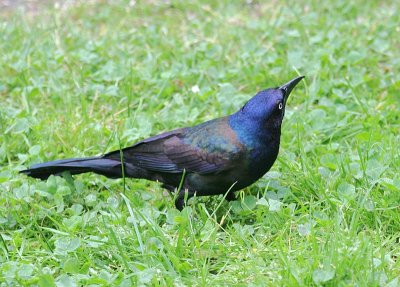 Common Grackle (Purple)