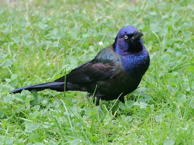 Common Grackle (Purple)
