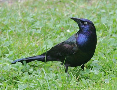 Common Grackle (Purple)